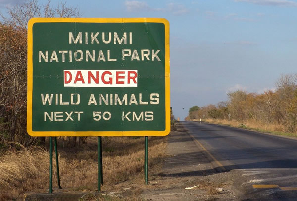 Self-drive Tanzania's Southern Circuit in a 4×4 Land Cruiser with rooftop tent. Explore Ruaha, Nyerere, Mikumi & Udzungwa. One-way rentals from Dar es Salaam